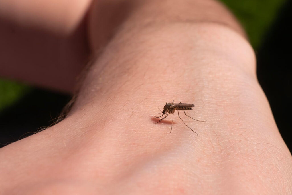 les moustiques propagent des maladies